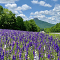 Pilot Mountain Spring Flowers by Chris Berrier