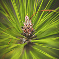 Pine Cone Starburst Photograph by Rick Nelson Pine Cone Starburst Photograph by Rick Nelson