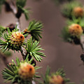 Pine cones Photograph by M Fotograaf Pine cones Photograph by M Fotograaf