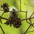 Pine Cones Photograph by Rick Nelson Pine Cones Photograph by Rick Nelson
