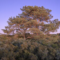 Pine Divine by Alexander Kunz