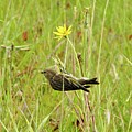 Pine Siskin Photograph by Nicola Finch Pine Siskin Photograph by Nicola Finch