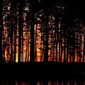 Pines at Sunset Photograph by Mary Walchuck Pines at Sunset Photograph by Mary Walchuck
