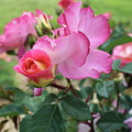 Pink an Yellow Rose Close Up Photograph by K P Pink an Yellow Rose Close Up Photograph by K P
