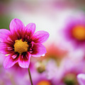 Pink and Red Dahlia by Douglas Allen