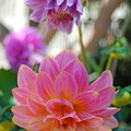 Pink and Yellow Dahlias 1 Photograph by Amy Fose Pink and Yellow Dahlias 1 Photograph by Amy Fose