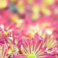 Pink and Yellow Daisies 1 Photograph by Amy Fose Pink and Yellow Daisies 1 Photograph by Amy Fose