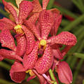 Pink And Yellow Orchid Photograph by David Desautel Pink And Yellow Orchid Photograph by David Desautel