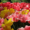 Pink and Yellow Tulip Joy Photograph by J Mummey Pink and Yellow Tulip Joy Photograph by J Mummey