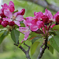 Pink Apple Blossoms by Mary Tastad