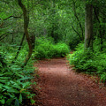 Pink Beds Trail II Photograph by Shelia Hunt Pink Beds Trail II Photograph by Shelia Hunt