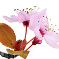 Pink Blossom On Twig Isolated On White Photograph by Severija Kirilovaite Pink Blossom On Twig Isolated On White Photograph by Severija Kirilovaite
