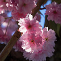 Pink blossoms of an ornamental cherry in spring 1 Photograph by Adriana Mueller Pink blossoms of an ornamental cherry in spring 1 Photograph by Adriana Mueller