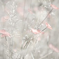 Pink Buttercups in Light by Hal Halli