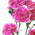 Pink Carnation Photo Art Photograph by Gwen Gibson Pink Carnation Photo Art Photograph by Gwen Gibson