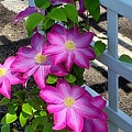 Pink Champagne Clematis Photograph by Stacie Siemsen Pink Champagne Clematis Photograph by Stacie Siemsen