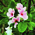 Pink Cherry Blossoms Photograph by Rod Whyte Pink Cherry Blossoms Photograph by Rod Whyte