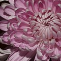 Pink Chrysanthemum 2 Photograph by Mingming Jiang Pink Chrysanthemum 2 Photograph by Mingming Jiang