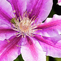Pink Clematis Flower Photograph Photograph by Louis Dallara Pink Clematis Flower Photograph Photograph by Louis Dallara