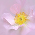 Pink Climbing Rose by Sue Leonard