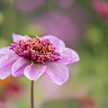 Pink Dahlia and Raindrops by Douglas Allen