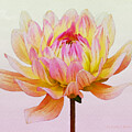 Pink Dahlia by Karrie J Butler