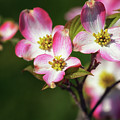 Pink Dogwood Blossoms Photograph by Susan Rissi Tregoning Pink Dogwood Blossoms Photograph by Susan Rissi Tregoning