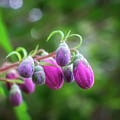 Pink floral Macro Photograph by Lilia D Pink floral Macro Photograph by Lilia D