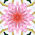 Pink Floral Pattern by Tracy Ruckman Pink Floral Pattern by Tracy Ruckman