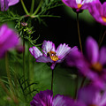 Pink flower visit by John Heywood Pink flower visit by John Heywood