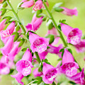 Pink Foxgloves by Mihaela Limberea Pink Foxgloves by Mihaela Limberea