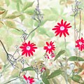 Happy Red Daisies Photograph by Missy Joy Happy Red Daisies Photograph by Missy Joy