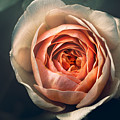 Pink Irish Rose Photograph by Carrie Hannigan Pink Irish Rose Photograph by Carrie Hannigan