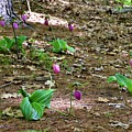 Pink lady's slippers Photograph by Monika Salvan Pink lady's slippers Photograph by Monika Salvan