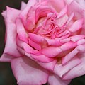 Pink Layers Photograph by Mingming Jiang Pink Layers Photograph by Mingming Jiang