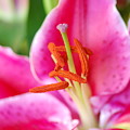 Pink Lily 1 Photograph by Amy Fose Pink Lily 1 Photograph by Amy Fose