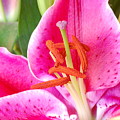Pink Lily 2 Photograph by Amy Fose Pink Lily 2 Photograph by Amy Fose