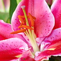 Pink Lily 3 Photograph by Amy Fose Pink Lily 3 Photograph by Amy Fose