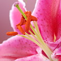 Pink Lily 5 Photograph by Amy Fose Pink Lily 5 Photograph by Amy Fose