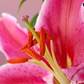 Pink Lily 6 Photograph by Amy Fose Pink Lily 6 Photograph by Amy Fose
