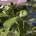 Pink Mallow Flower Photograph by Valerie Collins Pink Mallow Flower Photograph by Valerie Collins