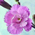 Pink Miniature Carnation by Terence Davis