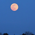 Pink Moon by Paula Guttilla