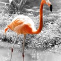 Pink Orange Flamingo Photo 210 Photograph by Lucie Dumas Pink Orange Flamingo Photo 210 Photograph by Lucie Dumas
