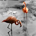Pink Orange Flamingo Photo 211 by Lucie Dumas