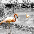 Pink Orange Flamingo Photo 212 Photograph by Lucie Dumas Pink Orange Flamingo Photo 212 Photograph by Lucie Dumas