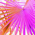 Pink Orange Palmettos Photograph by Missy Joy Pink Orange Palmettos Photograph by Missy Joy