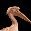 Pink Pelican Photo 172 Photograph by Lucie Dumas Pink Pelican Photo 172 Photograph by Lucie Dumas