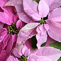 Pink Poinsettias Square Format Photograph by Theresa Tahara Pink Poinsettias Square Format Photograph by Theresa Tahara