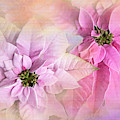 Pink Poinsettias Photograph by Theresa Tahara Pink Poinsettias Photograph by Theresa Tahara